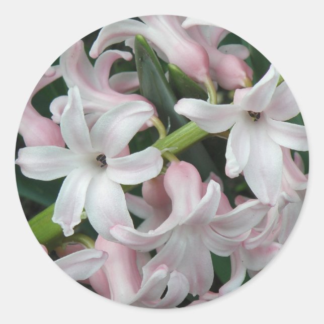 Adesivo Hyacinths Sticker (Frente)