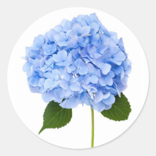 Adesivo Hydrangea