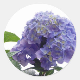 Adesivo Hydrangea Bush Stickers