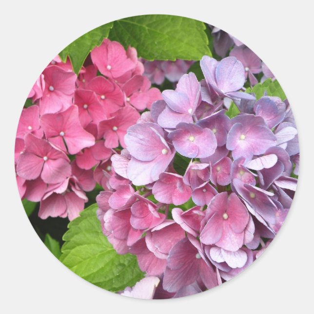 Adesivo Hydrangea Floral Stickers (Frente)