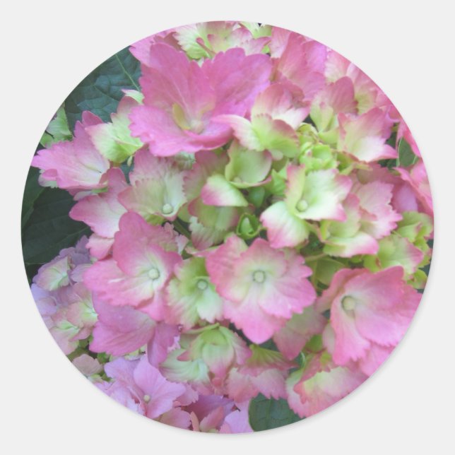 Adesivo Hydrangeas Rosa (Frente)