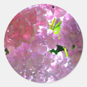Adesivo Hydrangeas Rosa Radiantes