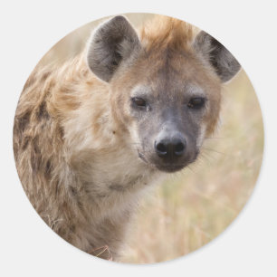 Adesivo Hyena