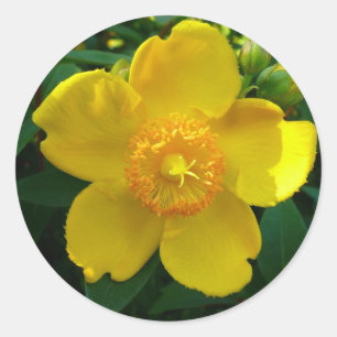Adesivo Hypericum Hidcote (o Wort de St John)