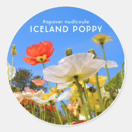Adesivo Iceland Poppy