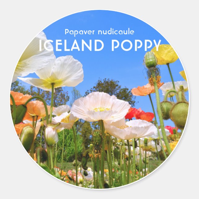 Adesivo Iceland Poppy (Frente)