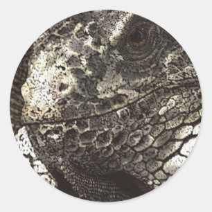 Adesivo Iguana