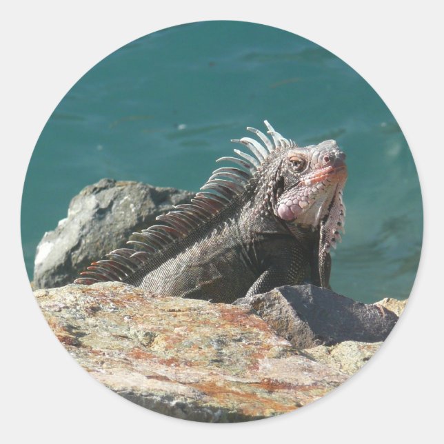 Adesivo Iguana em St. Thomas (Frente)