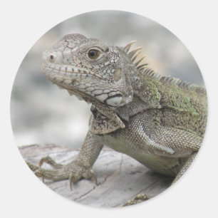 Adesivo Iguana Horned mais doente