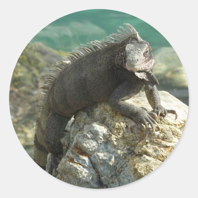Adesivo Iguana nas Rochas em St. Thomas (Frente)