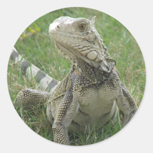 Adesivo Iguana Sticker