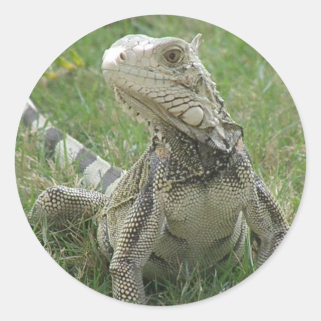 Adesivo Iguana Sticker (Frente)