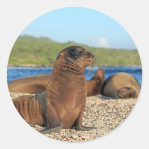 Adesivo Ilhas Galápagos adoráveis do leão de mar do beb