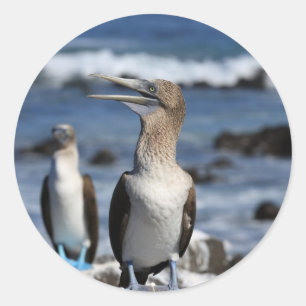 Adesivo Ilhas Galápagos, de pés azuis