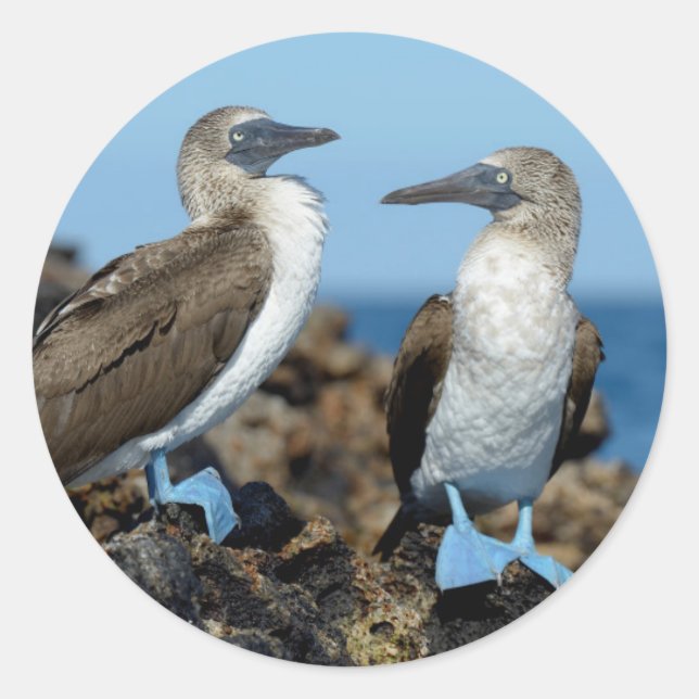 Adesivo Ilhas Galápagos, Ilha Isabela (Frente)