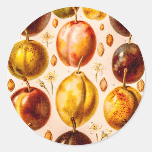 Adesivo Ilustração antiga da fruta da ameixa das ameixas