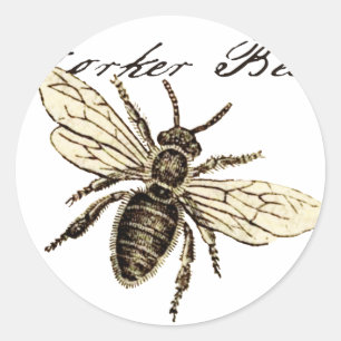 Adesivo Ilustração Antiga de Abelha Operária em Estilo Ant