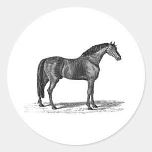 Adesivo Ilustração árabe do cavalo dos 1800s do vintage