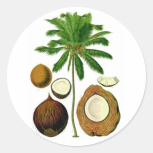 Adesivo Ilustração botânica da árvore de coco