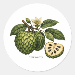 Adesivo Ilustração Botânica do Ramo de Fruta Cherimoya
