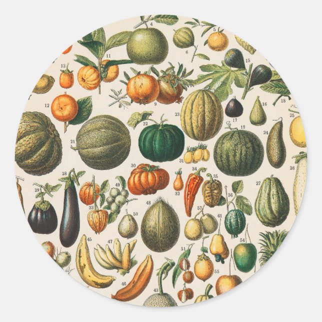 Adesivo Ilustração Científica Botânica Vegetal fruta (Frente)