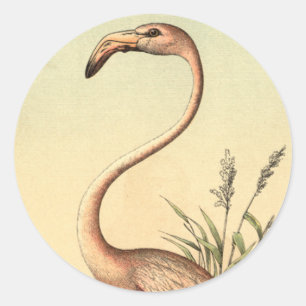 Adesivo Ilustração cor-de-rosa do flamingo do vintage