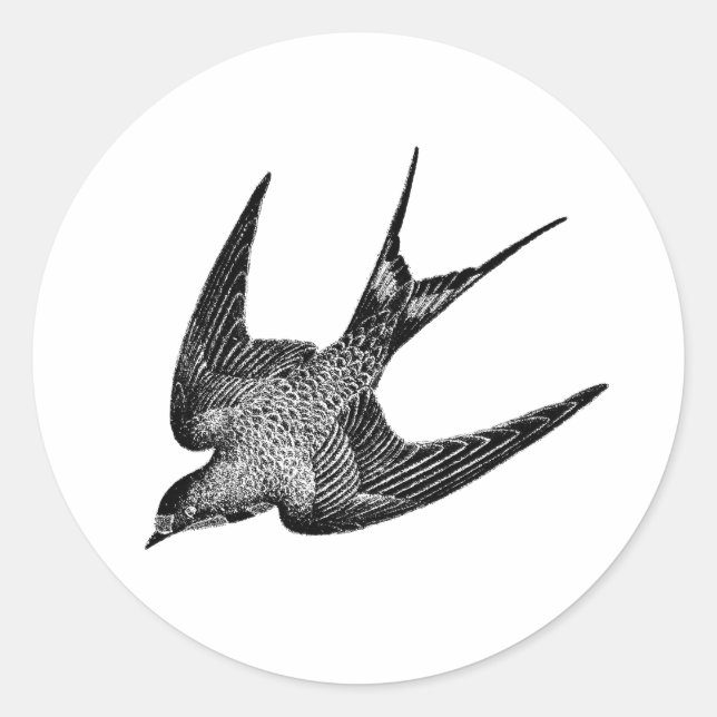 Adesivo Ilustração da andorinha - Pássaro antigo de 1800 (Frente)