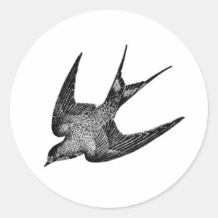 Adesivo Ilustração da andorinha - Pássaro antigo de 1800