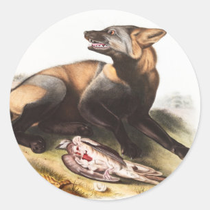 Adesivo Ilustração da Cruz Fox Americana (Canis vulpes)