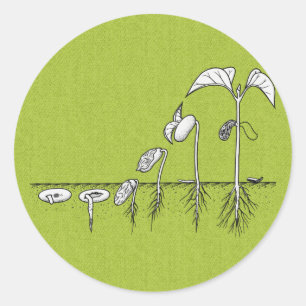 Adesivo Ilustração da germinação da planta