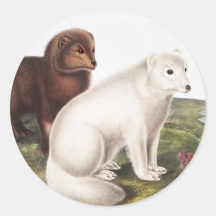 Adesivo Ilustração da Raposa Árctica (Vulpes lagopus)