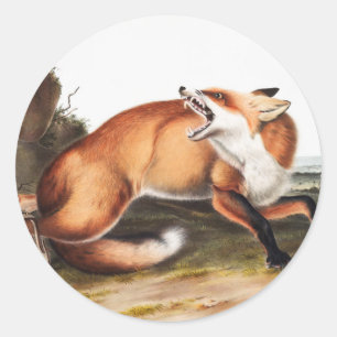 Adesivo Ilustração da Raposa Vermelha Americana (Vulpes Fu