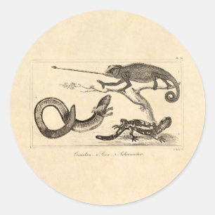 Adesivo Ilustração da salamandra do camaleão do lagarto