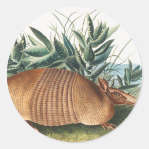 Adesivo Ilustração de Armadillo (Dasypus Peba) com nove