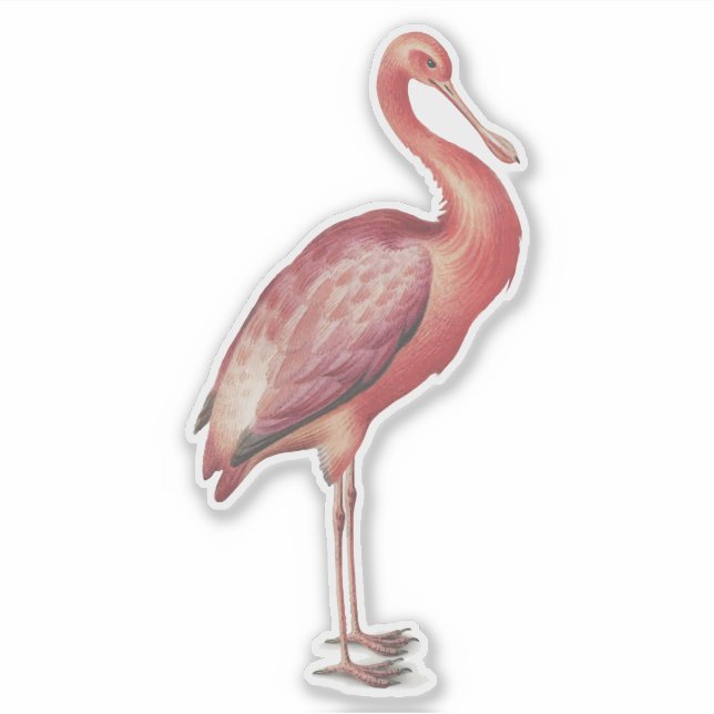 Adesivo Ilustração de ave-vintage do Roseate Spoonbill (Frente)