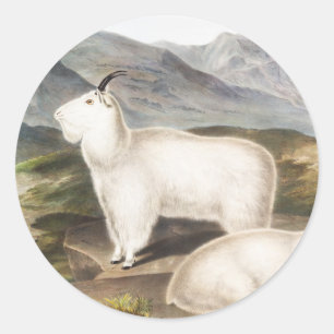 Adesivo Ilustração de Capra (Americana de Montanha Rochosa
