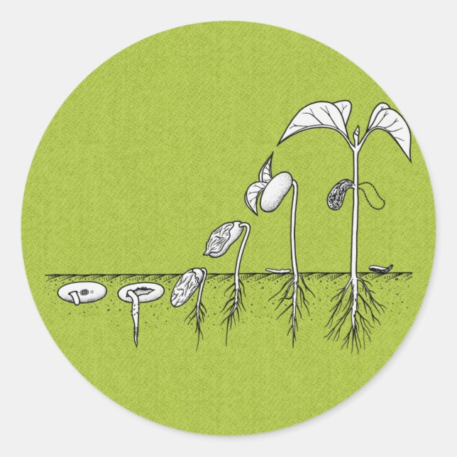 Adesivo Ilustração de Germinação de Plantas (Frente)