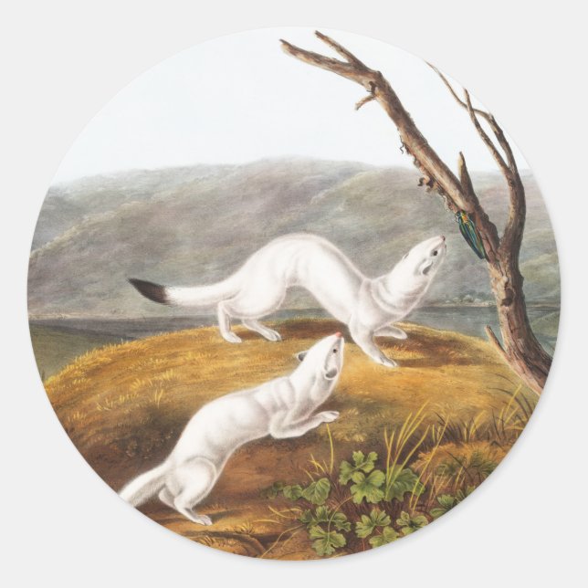 Adesivo Ilustração de Little Nimble Weasel Putorius agilis (Frente)