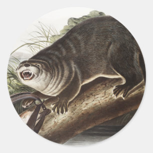 Adesivo Ilustração de lontra canadiana (Lutra canadiensi