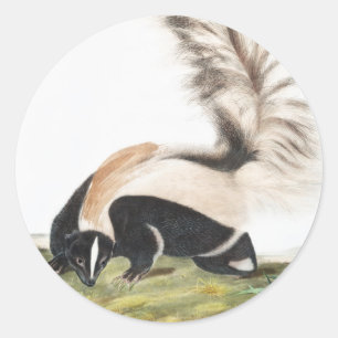 Adesivo Ilustração de Mefíte macrourna do tronco Grande