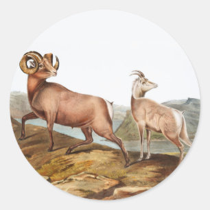 Adesivo Ilustração de Ovis montana (Rocky Mountain Sheep)