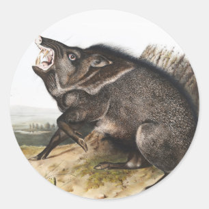 Adesivo Ilustração de Peccary Dycoteles torquatus