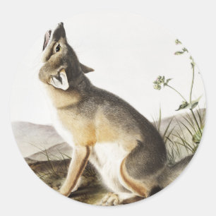 Adesivo Ilustração de Raposa Swift (Vulpes velox)