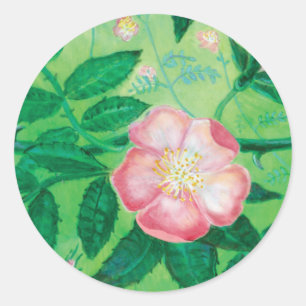 Adesivo Ilustração de Rosa selvagem rosa