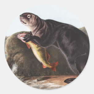 Adesivo Ilustração de Sea Otter (Enhydra marina)