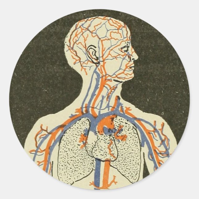 Adesivo Ilustração de Vintage Anatomy Veins and Arteries (Frente)