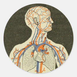 Adesivo Ilustração de Vintage Anatomy Veins and Arteries