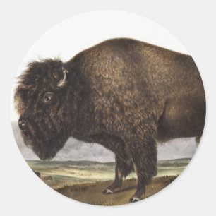 Adesivo Ilustração do American Bison (Bos Americanus)
