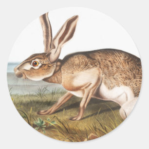 Adesivo Ilustração do Coelho da Lepus Texianus