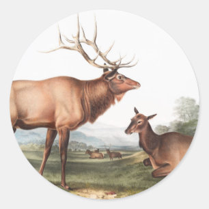 Adesivo Ilustração do Elk Americano (Cervus Canadensis)